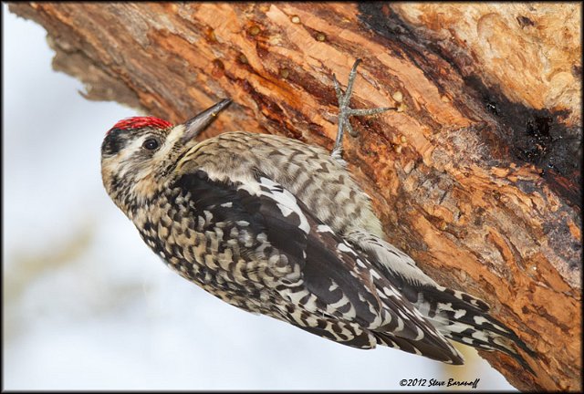 _2SB2299 yellow-bellied sapsucker female.jpg